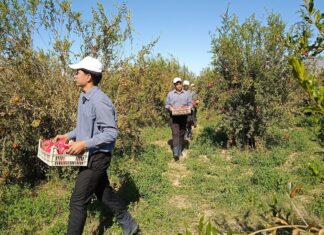 «Nagmat daýhan» налаживает производство и переработку плодовоовощных культур