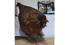 Dünýäniň iň garry towugy