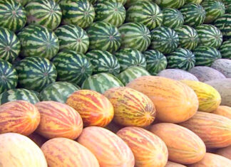 В северном регионе Туркменистана собирают богатый урожай бахчевых