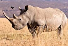 22-nji sentýabr – Bütindünýä kerk güni