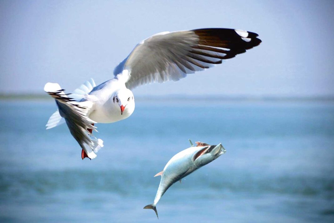 chaika-bird-gush-deniz