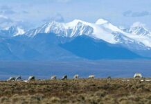 Tramp Alýaskany ösdürmekçi