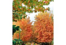 Ýaprak güýzde nädip saralýar?