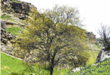 Dagdan – köp peýdaly ösümlik