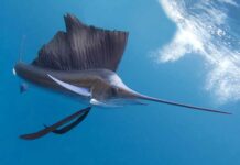 Haýsy balyk çalt ýüzýär?!