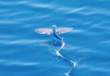 Uçup bilýän täsin jandarlar