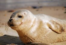 Ýitip ýok bolup barýan görnüşlere girizildi