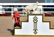 В Ашхабаде провели V заседание международной ассоциации «Türkmen alabaý itleri»