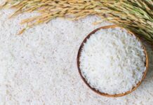 Дашогузские рисоводы готовятся к сбору рекордного урожая