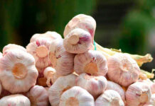 Растёт производство озимого чеснока в Дашогузском велаяте Туркменистана