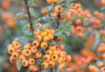 Bu ösümligi gördüňizmi?