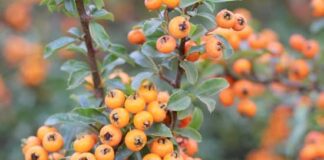 Bu ösümligi gördüňizmi?