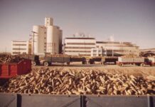 Hindistan 1,5 million tonna şeker eksport eder