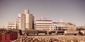 Hindistan 1,5 million tonna şeker eksport eder