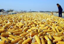 Mekgejöwen önümçiliginde rekord goýar