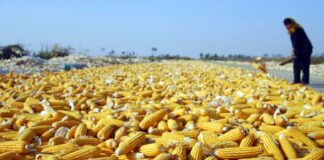 Mekgejöwen önümçiliginde rekord goýar