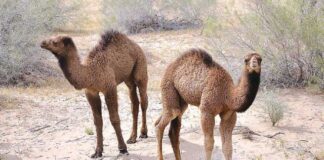 Saud Arabystanynda düýeler üçin pasportlar girizildi