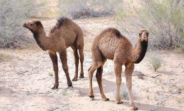 duye koshek camel верблюд