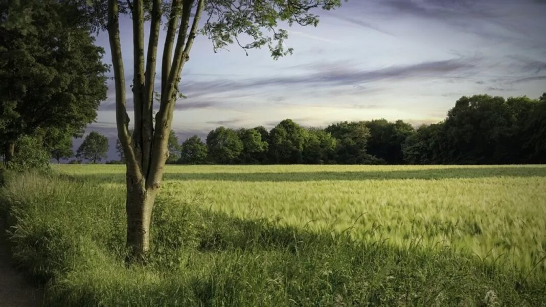 forest tokay orman field