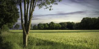 Tebigata has güýçli baglanyşygy bolan ýurtlar