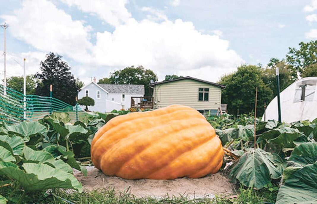 giant-pumpkin-apet-kadi