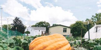 Bulary bilmek gyzykly