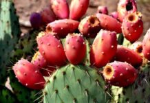 Вы когда-нибудь пробовали плоды кактуса?