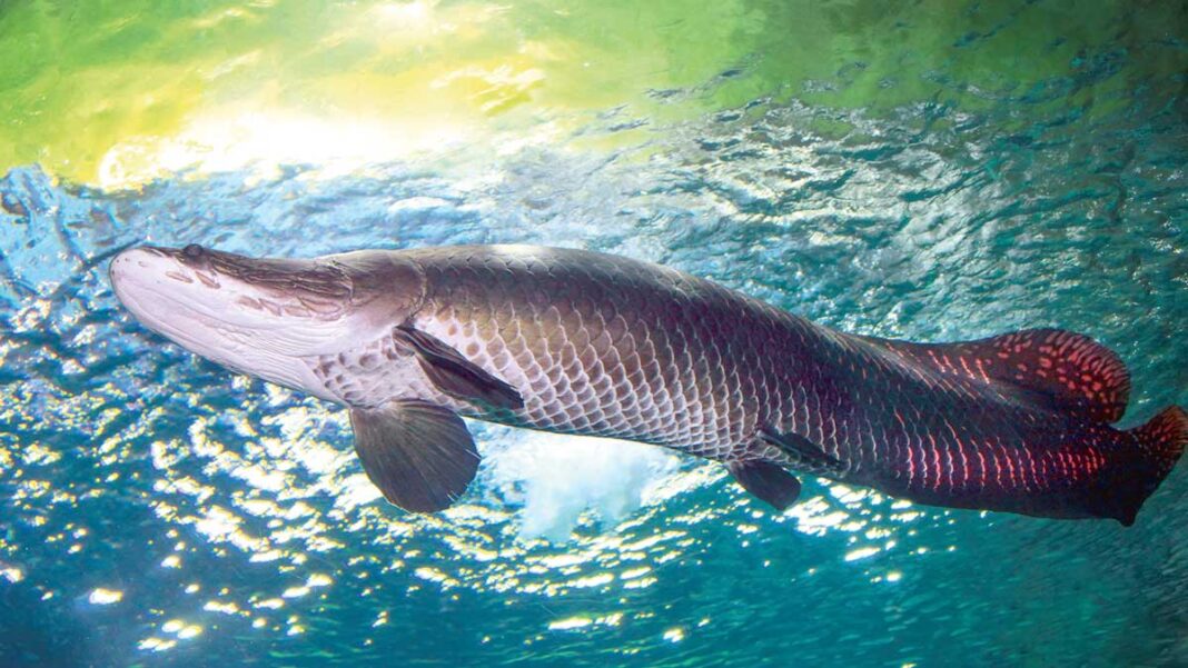 largest-fish-apet-uly-balyk