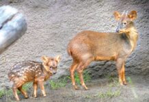 Keýigiň iň kiçi görnüşi