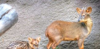 Keýigiň iň kiçi görnüşi