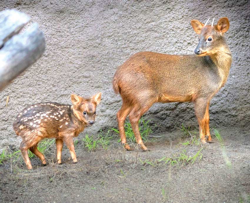 smallest-deer-keyik-pudu