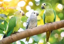 Totularyň täsin dünýäsi