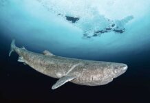 Wagt olara täsir etmeýär