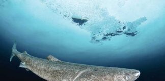 Wagt olara täsir etmeýär