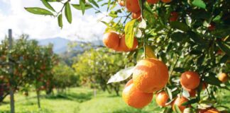 Gyş paslyny ýatladýan miwe