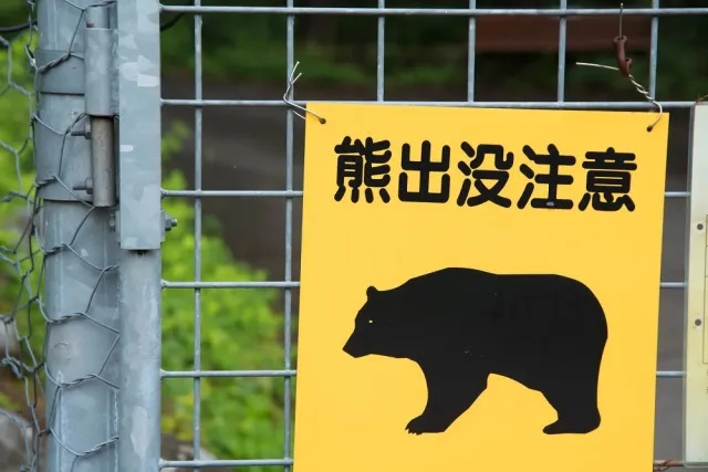 bear beware ayy japan