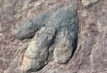 Dinozawryň aýak yzlary tapyldy