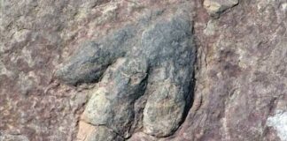 Dinozawryň aýak yzlary tapyldy