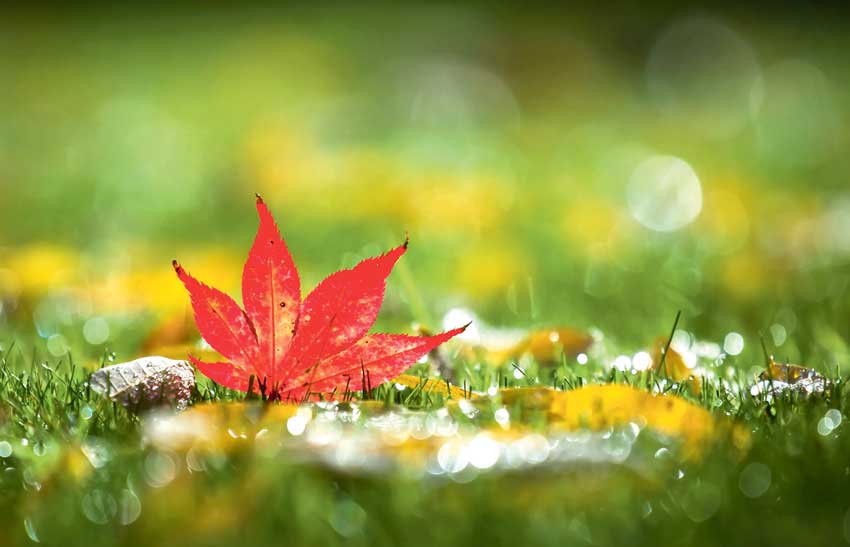 green-field-plant-ot-nature