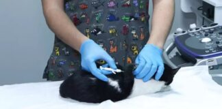 Öýdeçi jandarlara çip dakdyrmak hökmany edildi