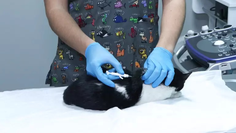 pet animal oydechi hayvan