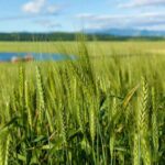 Gruziýanyň bugdaý ösdürip ýetişdirmek medeniýeti ÝUNESKO-nyň sanawyna girizildi