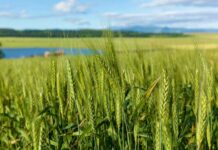 Gruziýanyň bugdaý ösdürip ýetişdirmek medeniýeti ÝUNESKO-nyň sanawyna girizildi