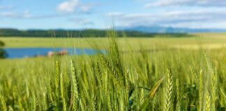 Gruziýanyň bugdaý ösdürip ýetişdirmek medeniýeti ÝUNESKO-nyň sanawyna girizildi