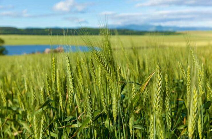 Gruziýanyň bugdaý ösdürip ýetişdirmek medeniýeti ÝUNESKO-nyň sanawyna girizildi