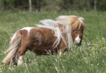 Dünýäniň iň kiçi aty