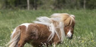 Dünýäniň iň kiçi aty