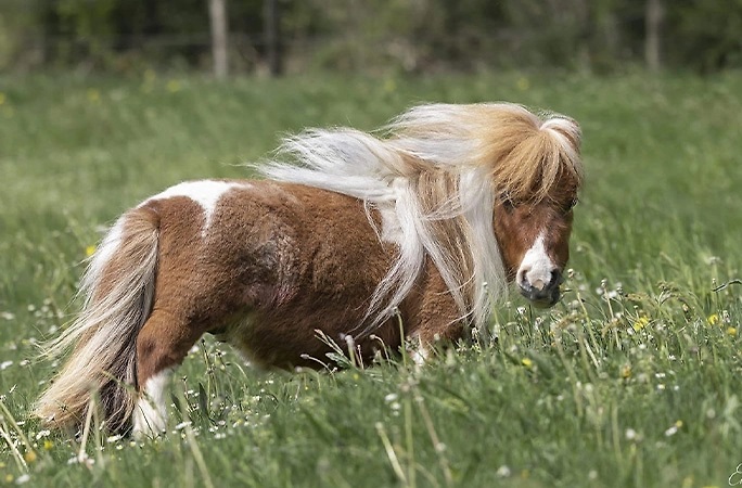smallest horse reord pamukel