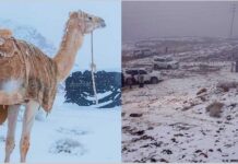 Seýrek we garaşylmadyk tebigy hadysa: Saud Arabystanynda gar ýagdy