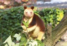 90 ýyldan soň täzeden tapyldy